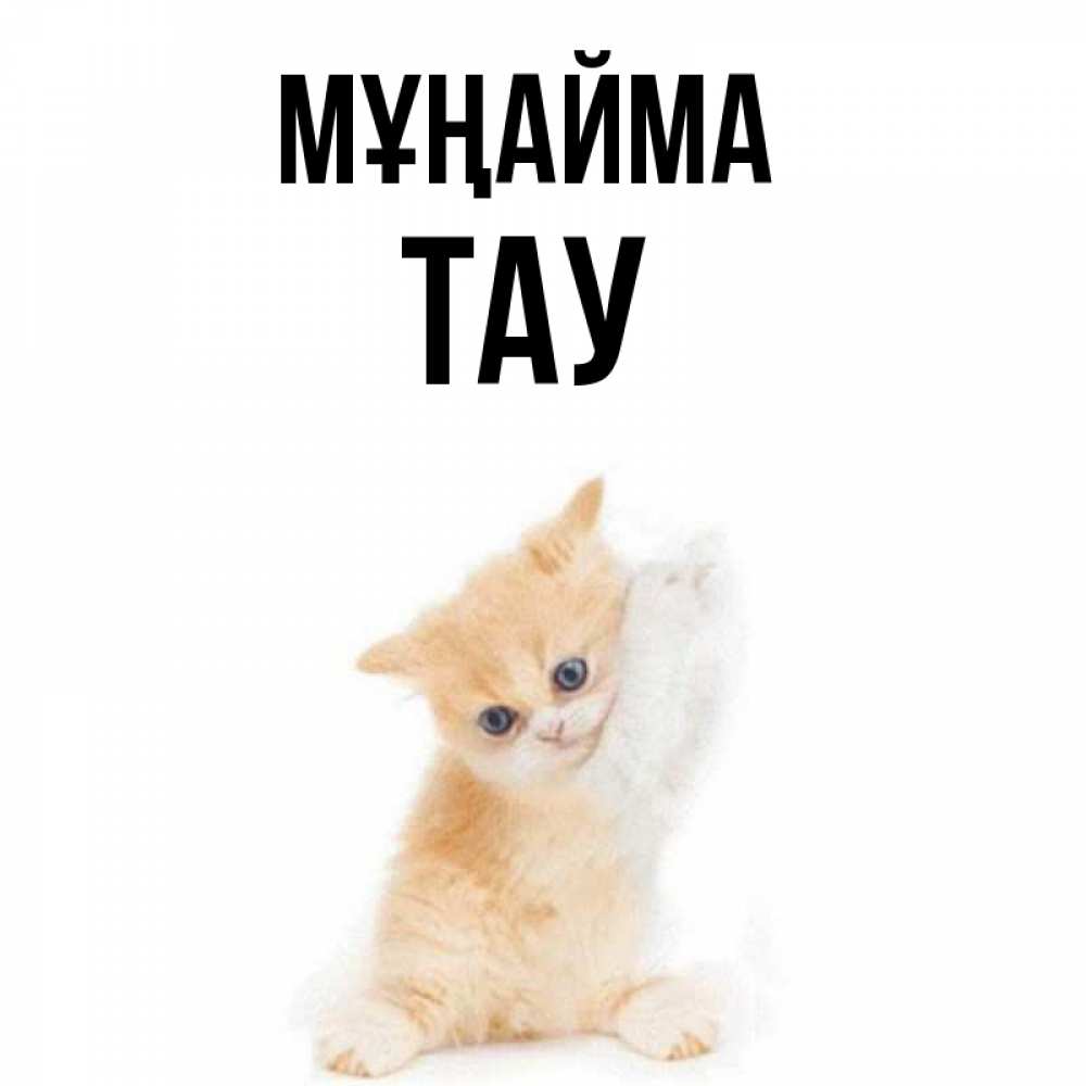 Күн сайын ашық хат с именем, ТАУ Мұңайма просящий кот Онлайн тегін жүктеп алу тілектері бар керемет карта 