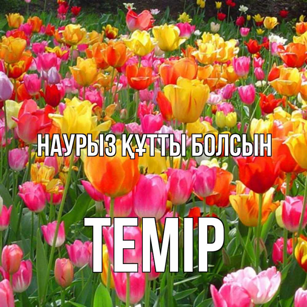 Күн сайын ашық хат с именем, ТЕМІР Наурыз құтты болсын на наурыз  ура ура Онлайн тегін жүктеп алу тілектері бар керемет карта 
