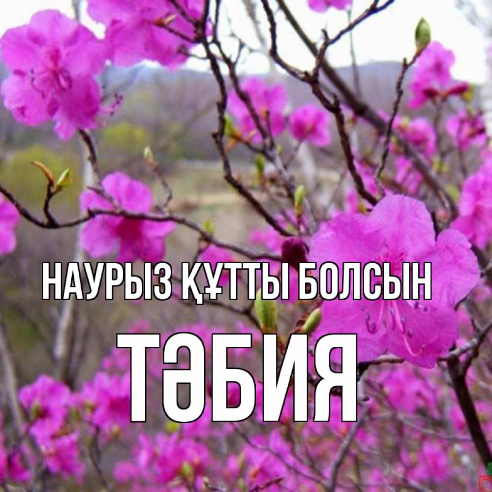 Күн сайын ашық хат с именем, ТӘБИЯ Наурыз құтты болсын наурыз мейрамы кутты болсын Онлайн тегін жүктеп алу тілектері бар керемет карта 