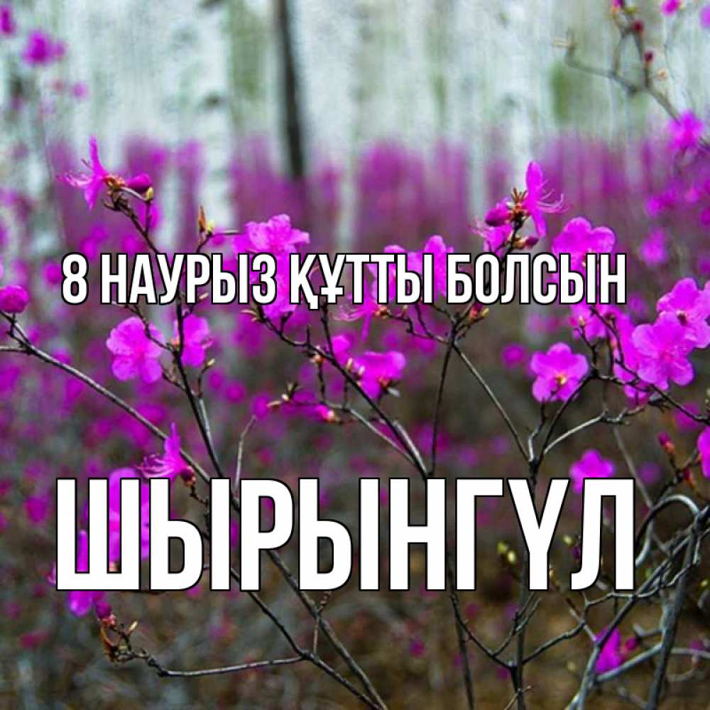 Күн сайын ашық хат с именем, ШЫРЫНГҮЛ 8 наурыз құтты болсын дикие цветы Онлайн тегін жүктеп алу тілектері бар керемет карта 