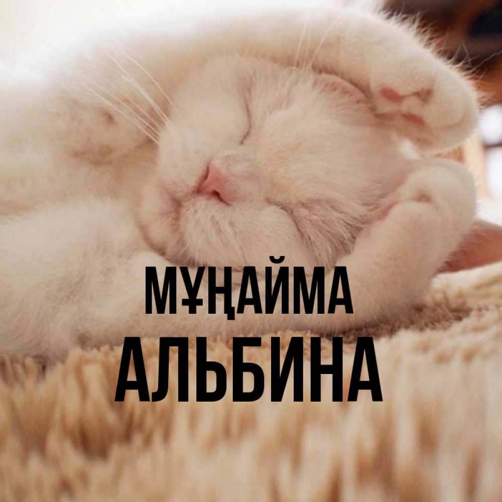 Күн сайын ашық хат с именем, Альбина Мұңайма Котенок спит Онлайн тегін жүктеп алу тілектері бар керемет карта 