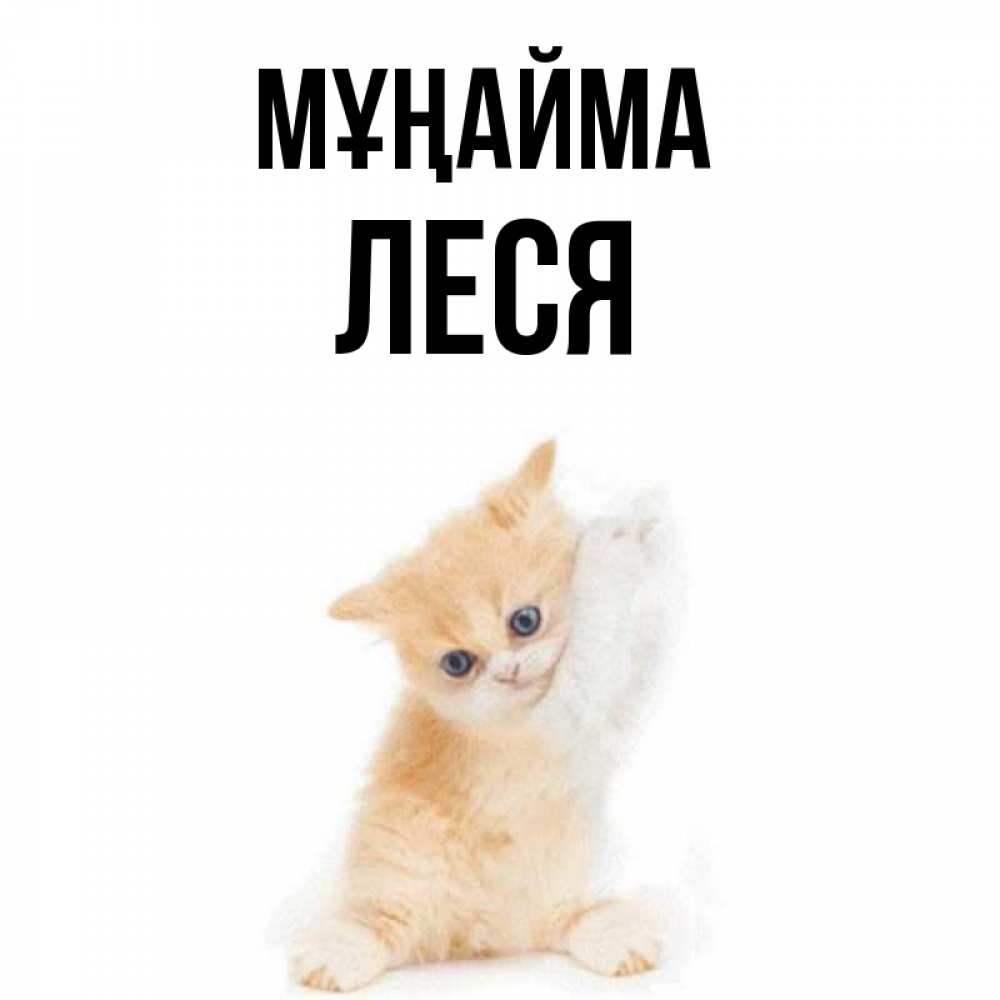 Күн сайын ашық хат с именем, Леся Мұңайма просящий кот Онлайн тегін жүктеп алу тілектері бар керемет карта 