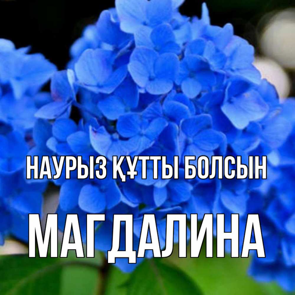 Күн сайын ашық хат с именем, Магдалина Наурыз құтты болсын синие цветы Онлайн тегін жүктеп алу тілектері бар керемет карта 