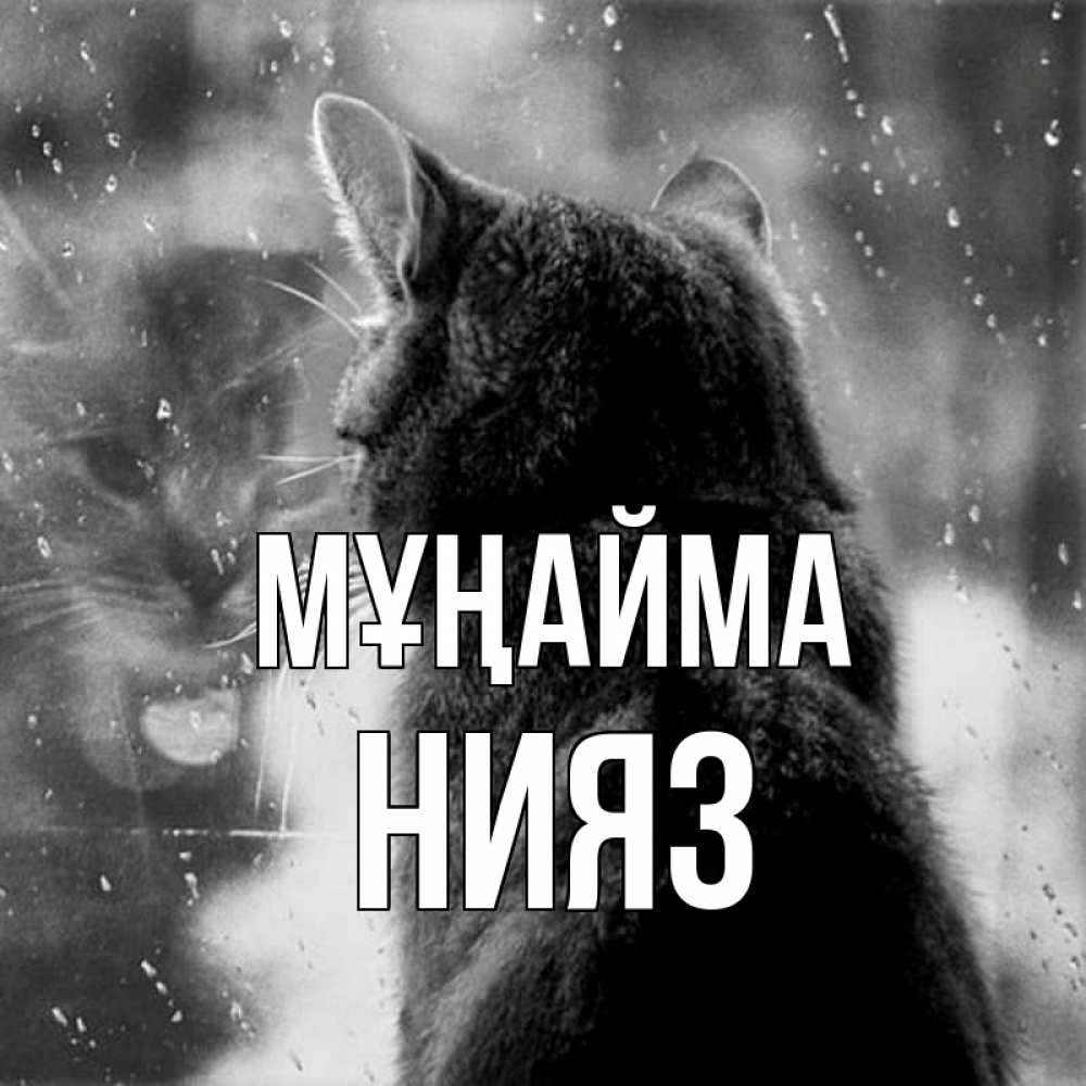 Күн сайын ашық хат с именем, НИЯЗ Мұңайма отражение кота 1 Онлайн тегін жүктеп алу тілектері бар керемет карта 