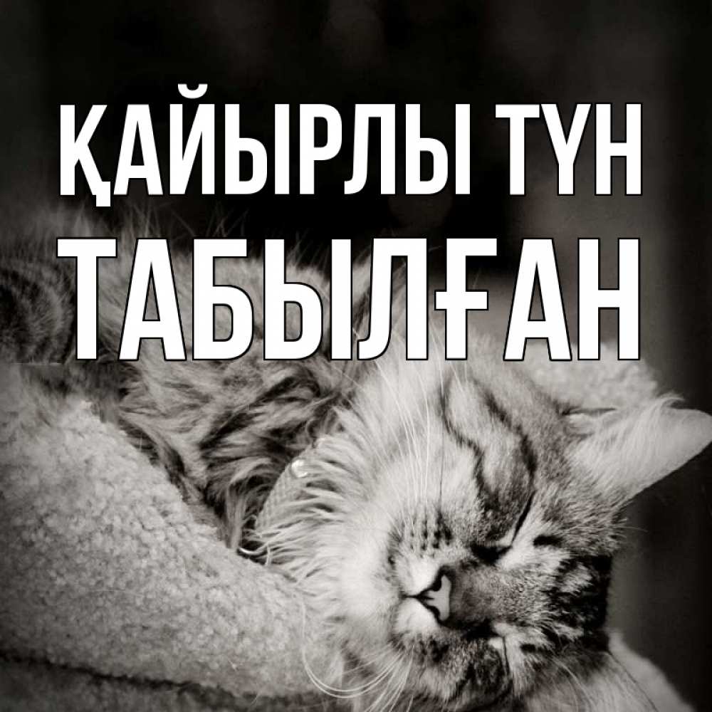 Күн сайын ашық хат с именем, ТАБЫЛҒАН Қайырлы түн котярик пушистый Онлайн тегін жүктеп алу тілектері бар керемет карта 