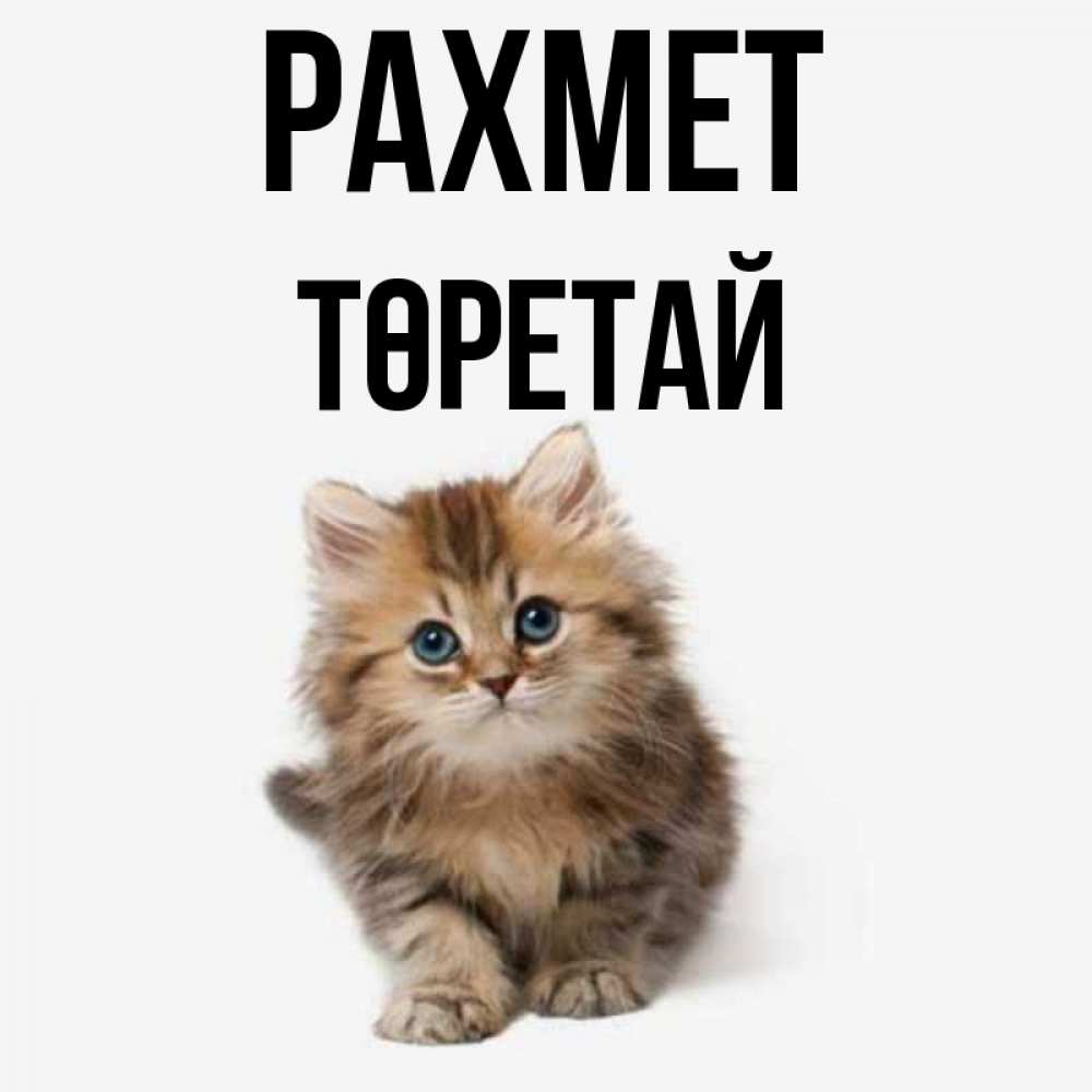 Күн сайын ашық хат с именем, Төретай рахмет пушистый котик Онлайн тегін жүктеп алу тілектері бар керемет карта 