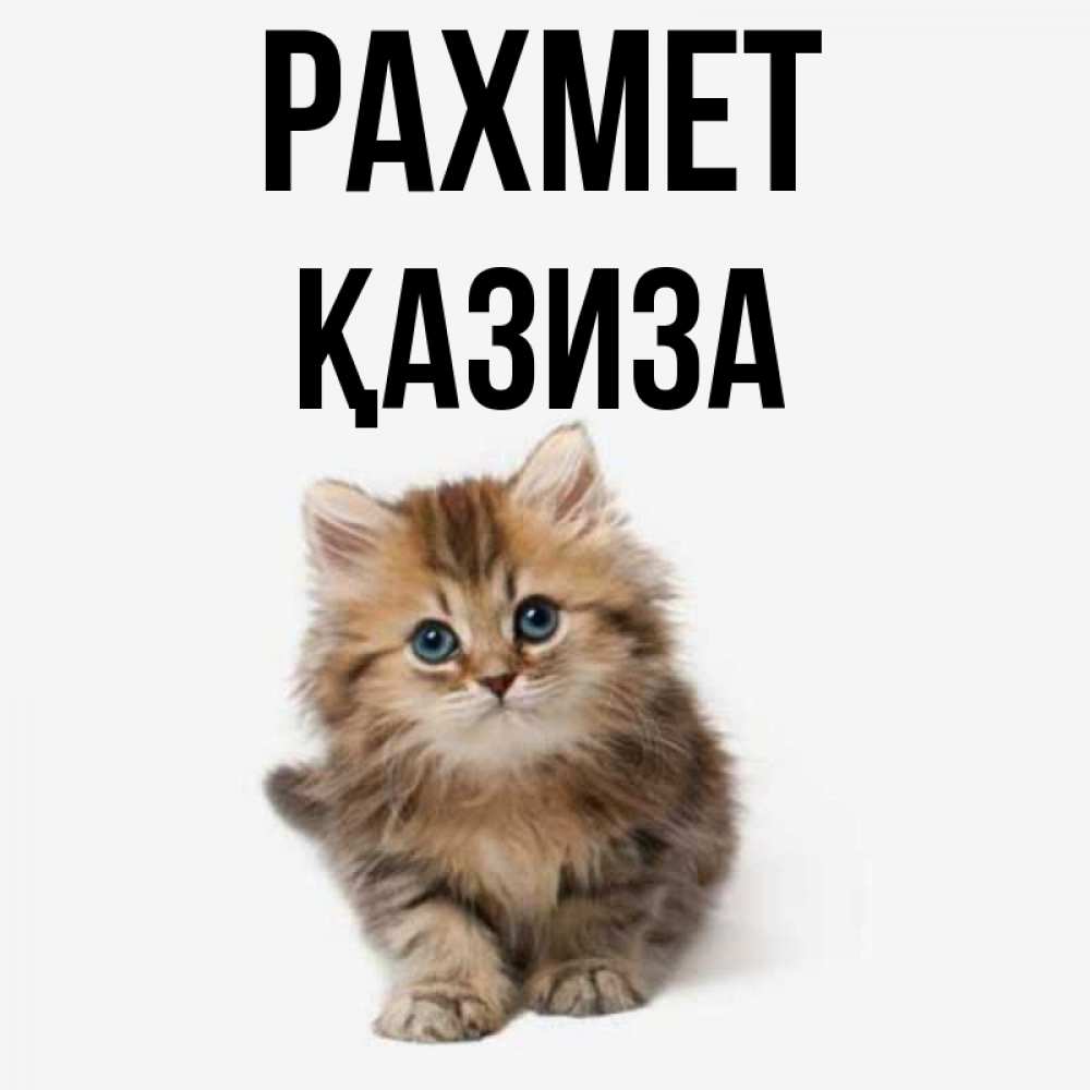Күн сайын ашық хат с именем, ҚАЗИЗА рахмет пушистый котик Онлайн тегін жүктеп алу тілектері бар керемет карта 