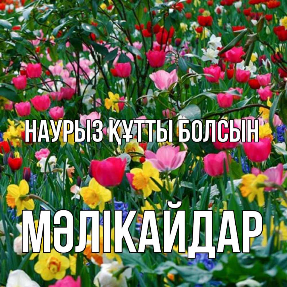 Күн сайын ашық хат с именем, МӘЛІКАЙДАР Наурыз құтты болсын с наурызом поздравления для женщины Онлайн тегін жүктеп алу тілектері бар керемет карта 
