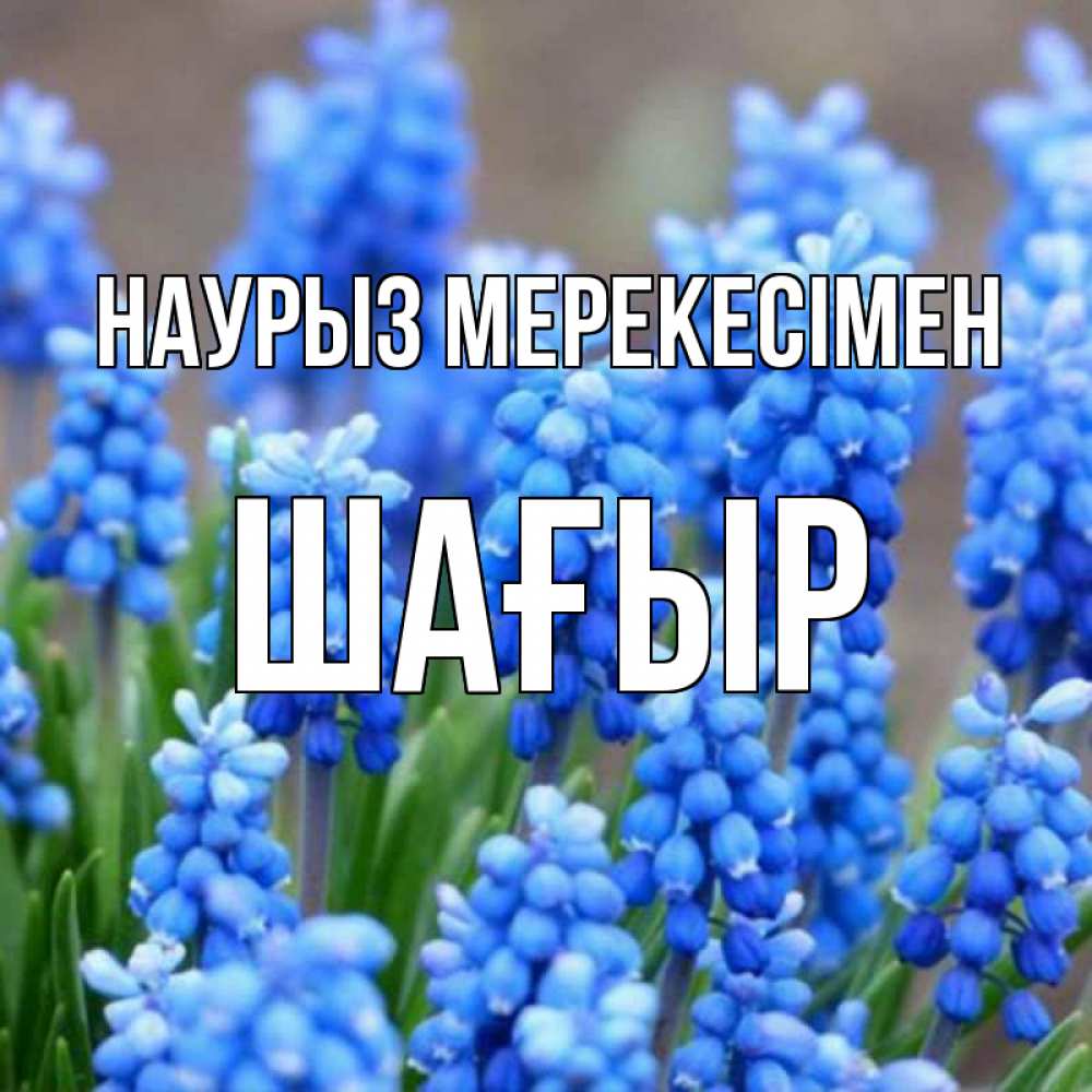 Күн сайын ашық хат с именем, ШАҒЫР Наурыз мерекесімен Поздравительная открытка для женщин с цветами на праздничную дату Онлайн тегін жүктеп алу тілектері бар керемет карта 