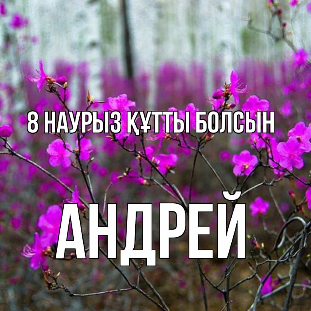Күн сайын ашық хат с именем, Андрей 8 наурыз құтты болсын дикие цветы Онлайн тегін жүктеп алу тілектері бар керемет карта 