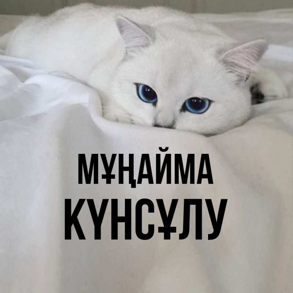 Күн сайын ашық хат с именем, КҮНСҰЛУ Мұңайма Голубоглазая кошка Онлайн тегін жүктеп алу тілектері бар керемет карта 