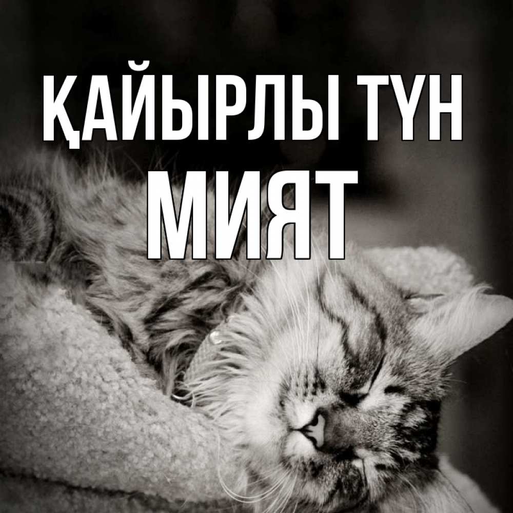 Күн сайын ашық хат с именем, МИЯТ Қайырлы түн котярик пушистый Онлайн тегін жүктеп алу тілектері бар керемет карта 