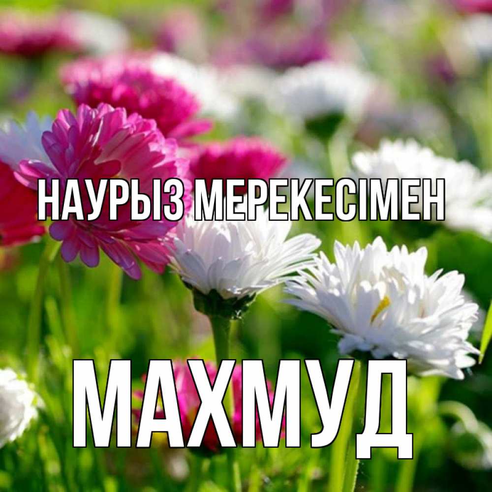 Күн сайын ашық хат с именем, Махмуд Наурыз мерекесімен праздник весны наурыз красота Онлайн тегін жүктеп алу тілектері бар керемет карта 
