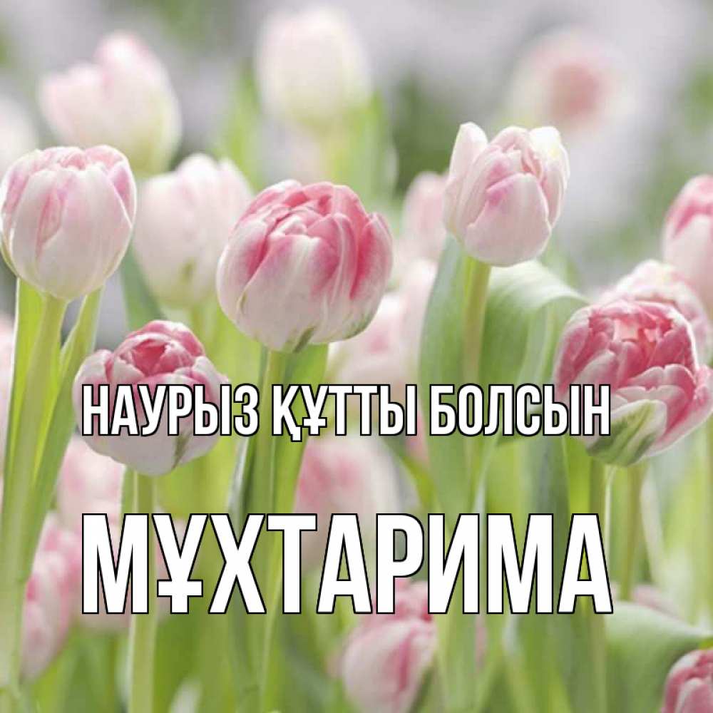 Күн сайын ашық хат с именем, МҰХТАРИМА Наурыз құтты болсын цветы Онлайн тегін жүктеп алу тілектері бар керемет карта 