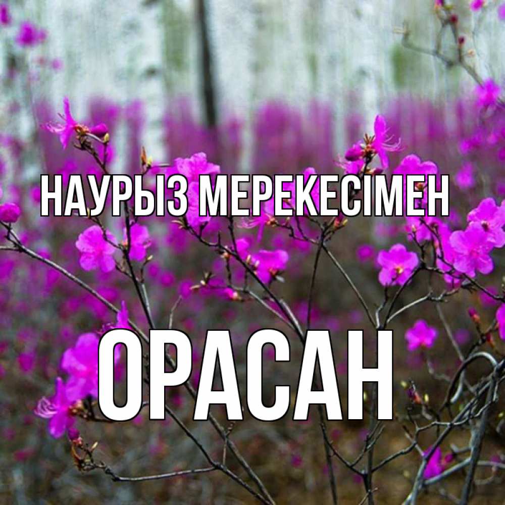 Күн сайын ашық хат с именем, ОРАСАН Наурыз мерекесімен дикие цветы Онлайн тегін жүктеп алу тілектері бар керемет карта 