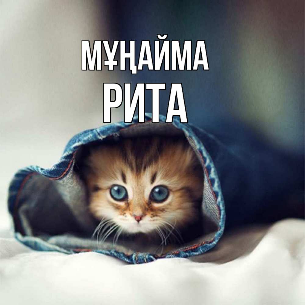 Күн сайын ашық хат с именем, Рита Мұңайма рыжик котик Онлайн тегін жүктеп алу тілектері бар керемет карта 
