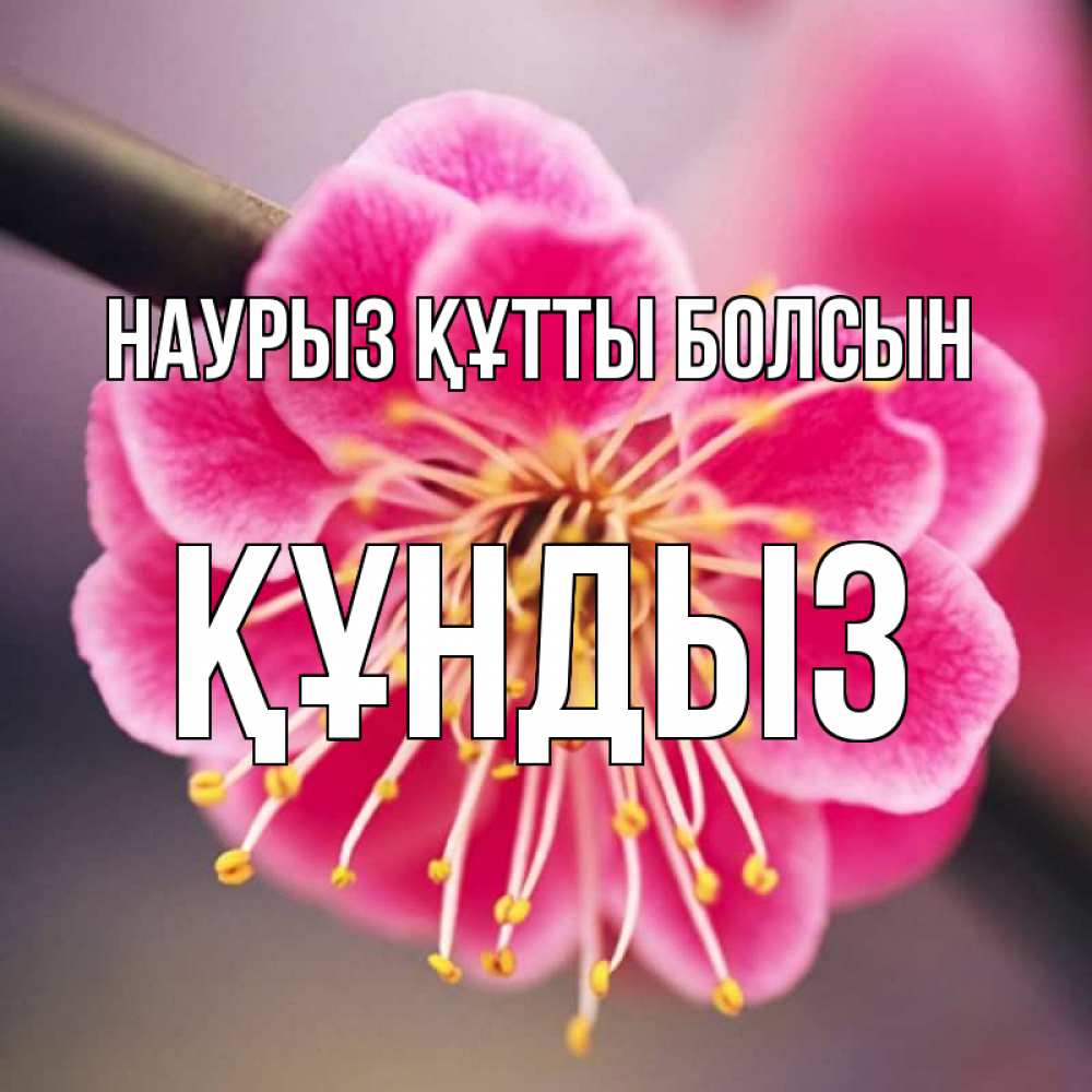 Күн сайын ашық хат с именем, ҚҰНДЫЗ Наурыз құтты болсын цветы Онлайн тегін жүктеп алу тілектері бар керемет карта 