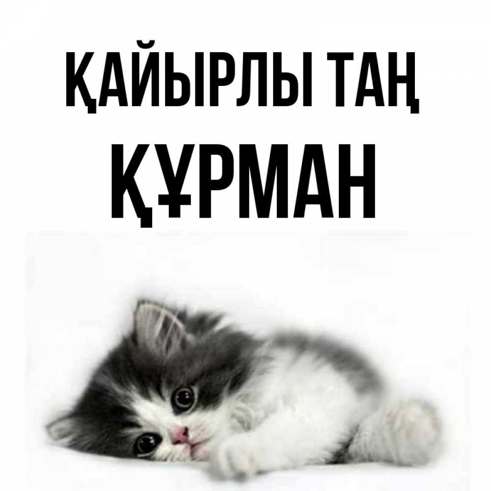 Күн сайын ашық хат с именем, ҚҰРМАН Қайырлы таң кот лапки Онлайн тегін жүктеп алу тілектері бар керемет карта 