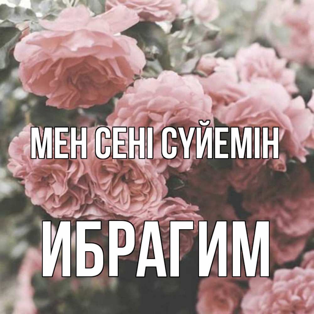 Күн сайын ашық хат с именем, Ибрагим Мен сені сүйемін розы 3 Онлайн тегін жүктеп алу тілектері бар керемет карта 