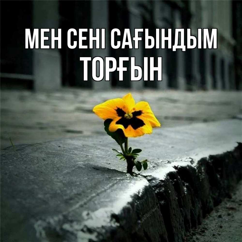 Күн сайын ашық хат с именем, ТОРҒЫН Мен сені сағындым надеюсь будет лучше Онлайн тегін жүктеп алу тілектері бар керемет карта 