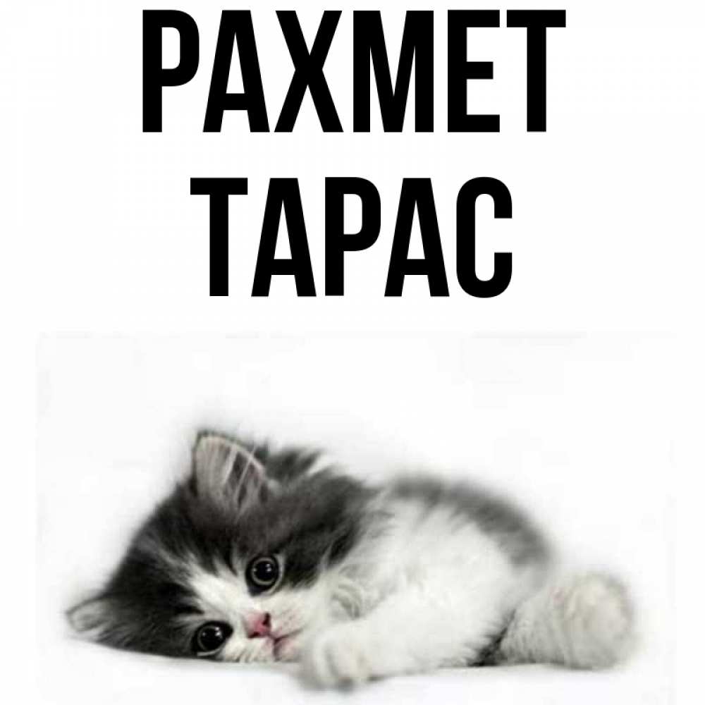 Күн сайын ашық хат с именем, Тарас рахмет черный и белый кот Онлайн тегін жүктеп алу тілектері бар керемет карта 