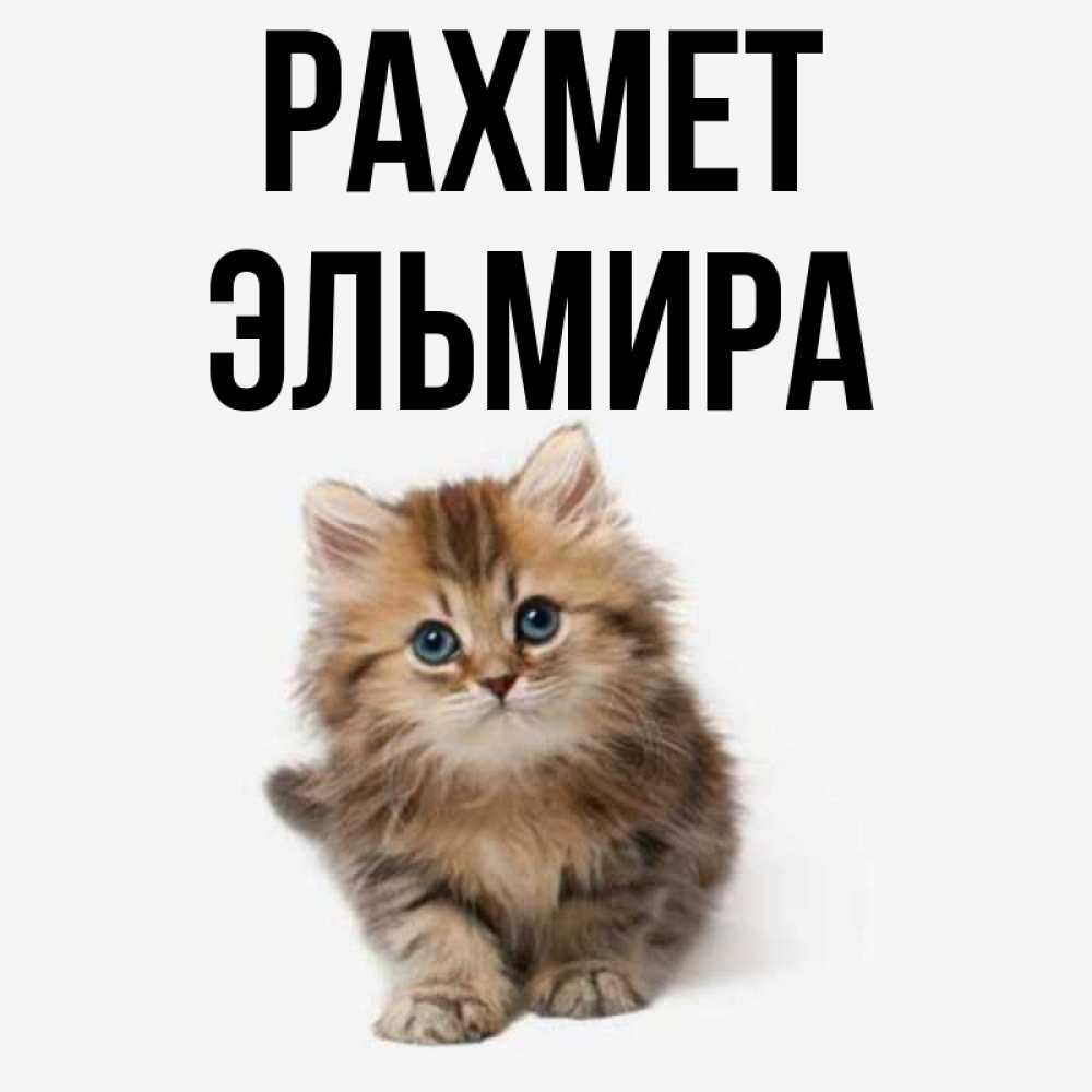 Күн сайын ашық хат с именем, Эльмира рахмет пушистый котик Онлайн тегін жүктеп алу тілектері бар керемет карта 