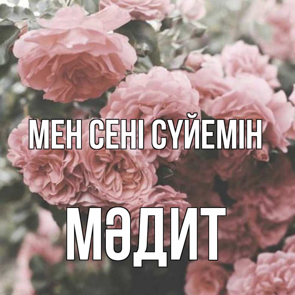 Күн сайын ашық хат с именем, МӘДИТ Мен сені сүйемін розы 3 Онлайн тегін жүктеп алу тілектері бар керемет карта 