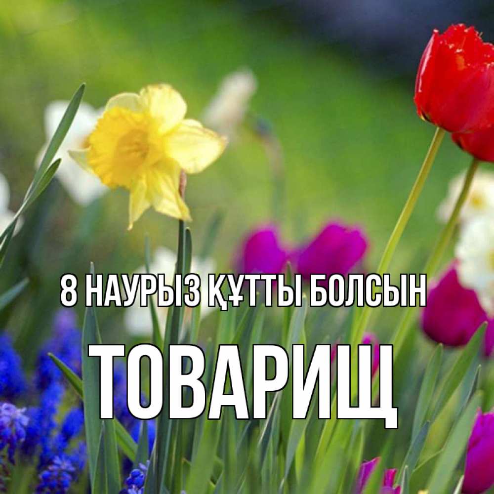 Күн сайын ашық хат с именем, Товарищ 8 наурыз құтты болсын международный женский день 3 Онлайн тегін жүктеп алу тілектері бар керемет карта 