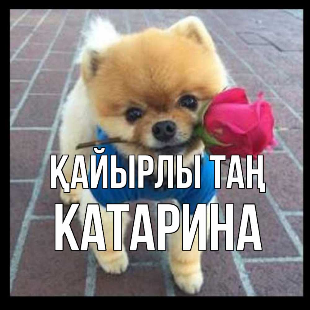 Күн сайын ашық хат с именем, Катарина Қайырлы таң роза в зубах Онлайн тегін жүктеп алу тілектері бар керемет карта 