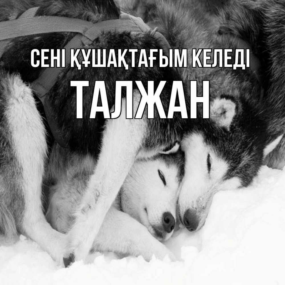 Күн сайын ашық хат с именем, ТАЛЖАН сені құшақтағым келеді собачки в упряжке Онлайн тегін жүктеп алу тілектері бар керемет карта 