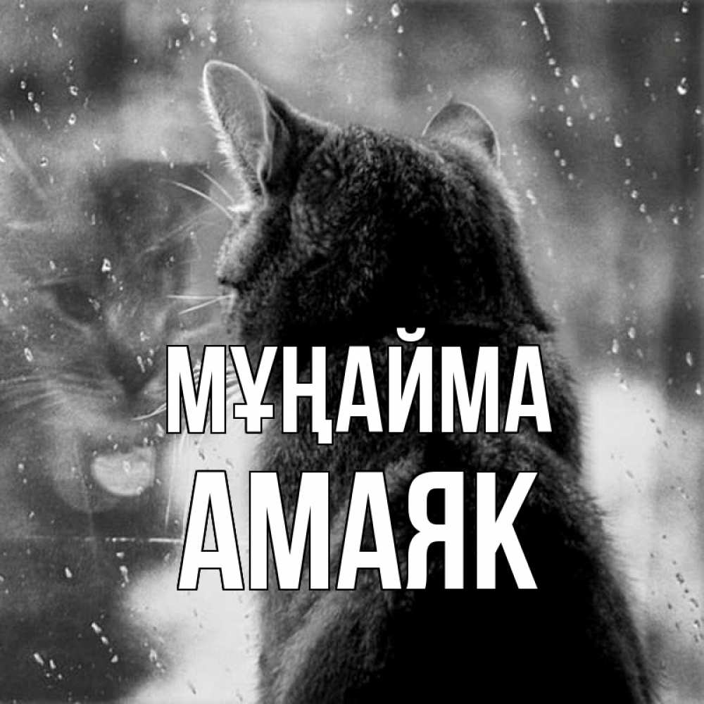 Күн сайын ашық хат с именем, Амаяк Мұңайма отражение кота 1 Онлайн тегін жүктеп алу тілектері бар керемет карта 
