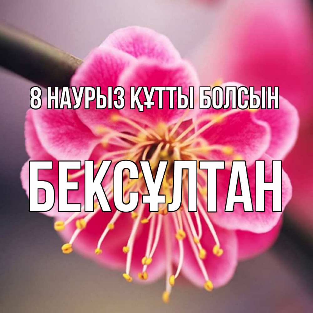 Күн сайын ашық хат с именем, Бексұлтан 8 наурыз құтты болсын цветы Онлайн тегін жүктеп алу тілектері бар керемет карта 