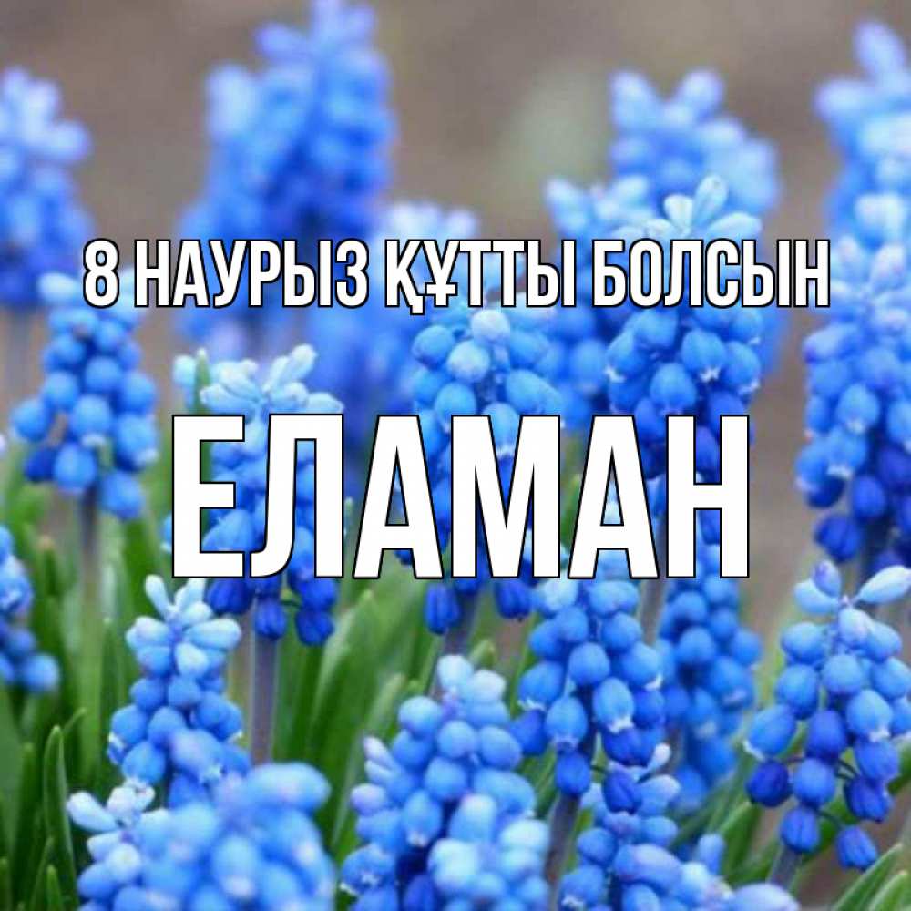 Күн сайын ашық хат с именем, Еламан 8 наурыз құтты болсын Поздравительная открытка для женщин с цветами на праздничную дату Онлайн тегін жүктеп алу тілектері бар керемет карта 