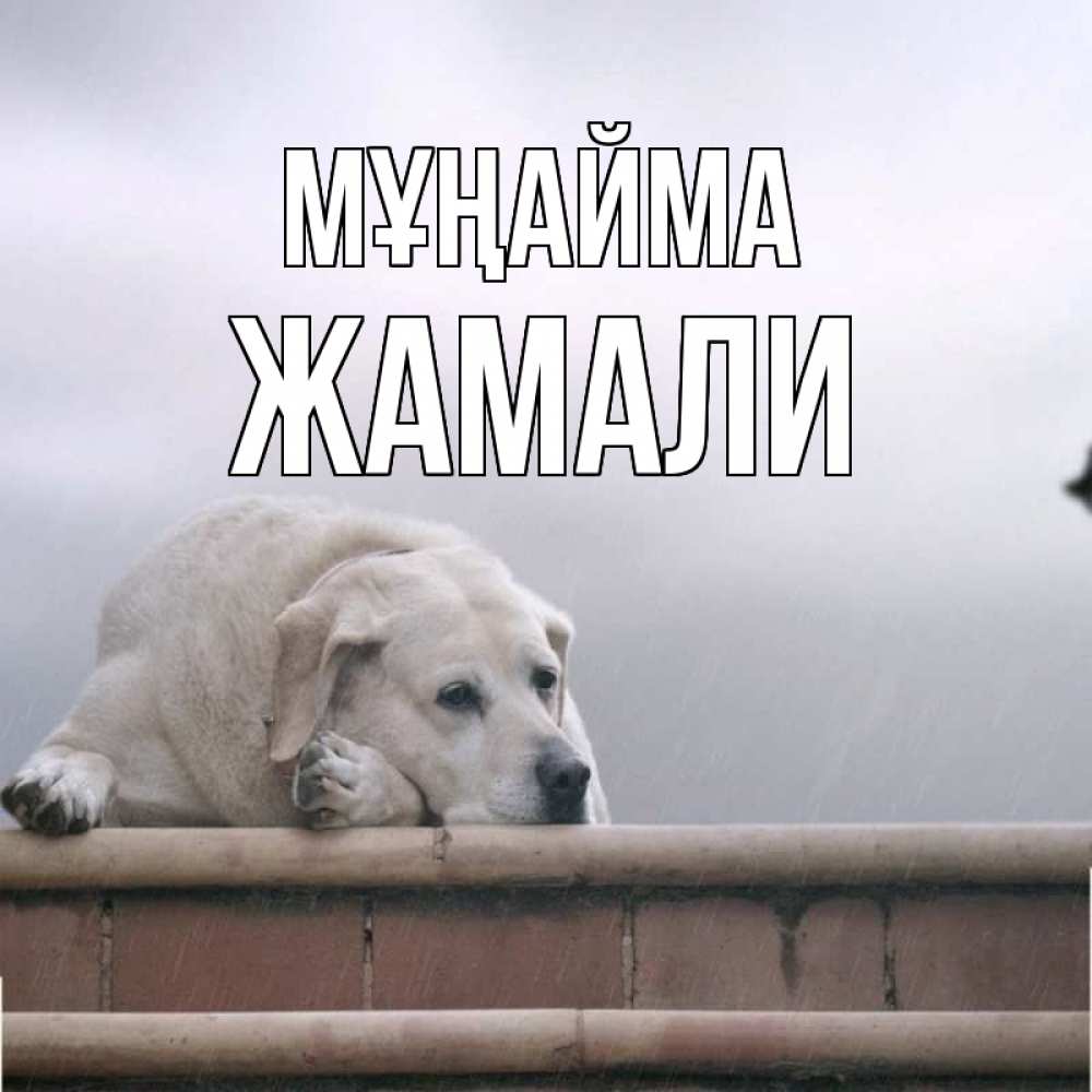 Күн сайын ашық хат с именем, ЖАМАЛИ Мұңайма белый пес 1 Онлайн тегін жүктеп алу тілектері бар керемет карта 