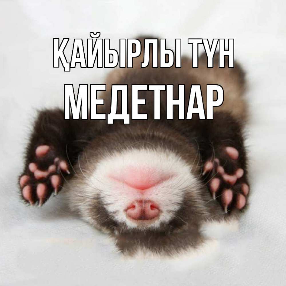 Күн сайын ашық хат с именем, МЕДЕТНАР Қайырлы түн зверек Онлайн тегін жүктеп алу тілектері бар керемет карта 