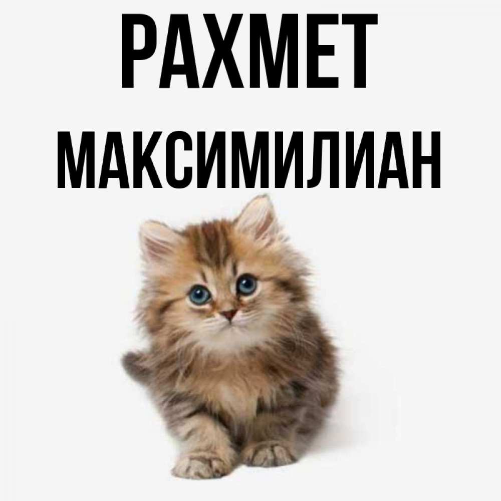 Күн сайын ашық хат с именем, Максимилиан рахмет пушистый котик Онлайн тегін жүктеп алу тілектері бар керемет карта 