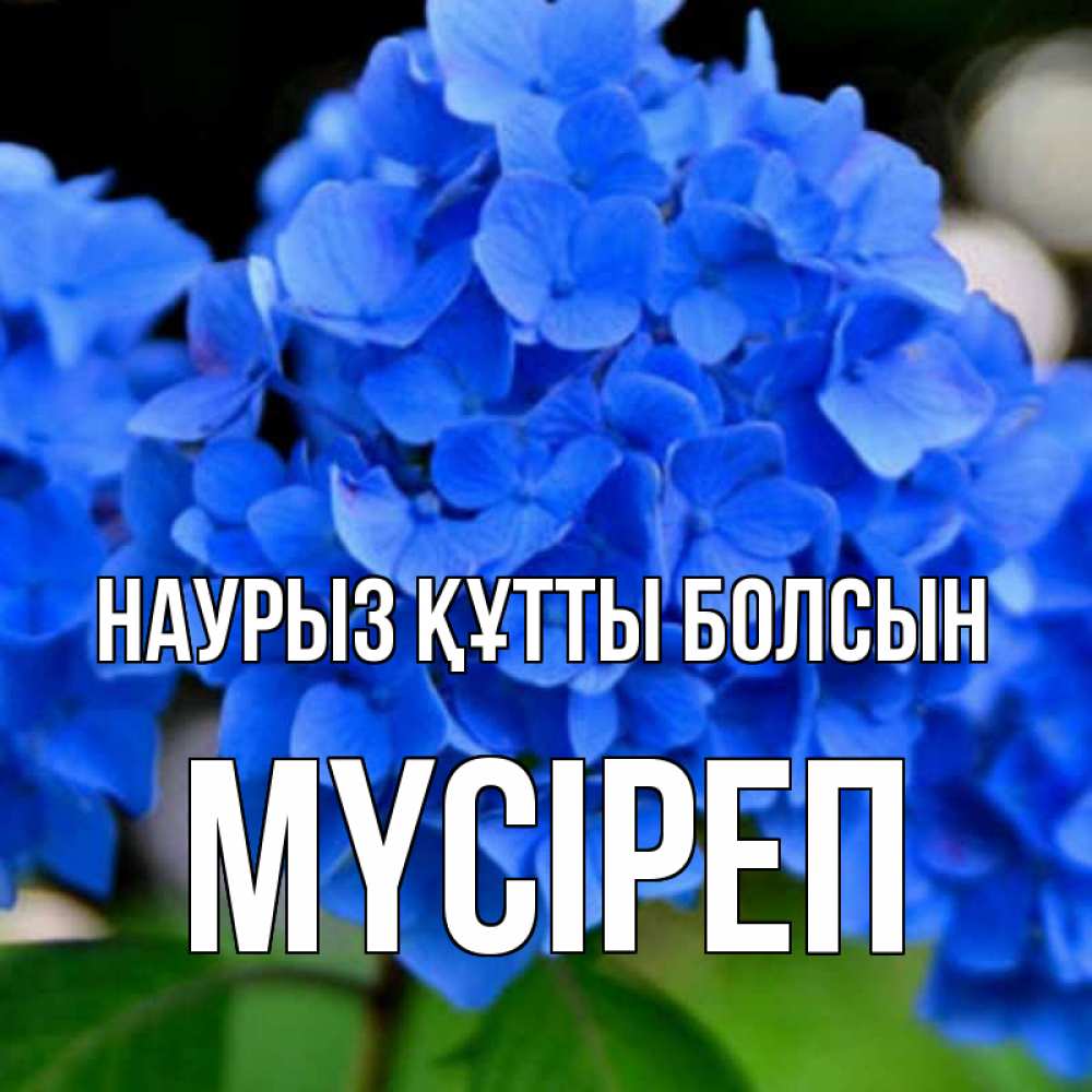 Күн сайын ашық хат с именем, МҮСІРЕП Наурыз құтты болсын синие цветы Онлайн тегін жүктеп алу тілектері бар керемет карта 