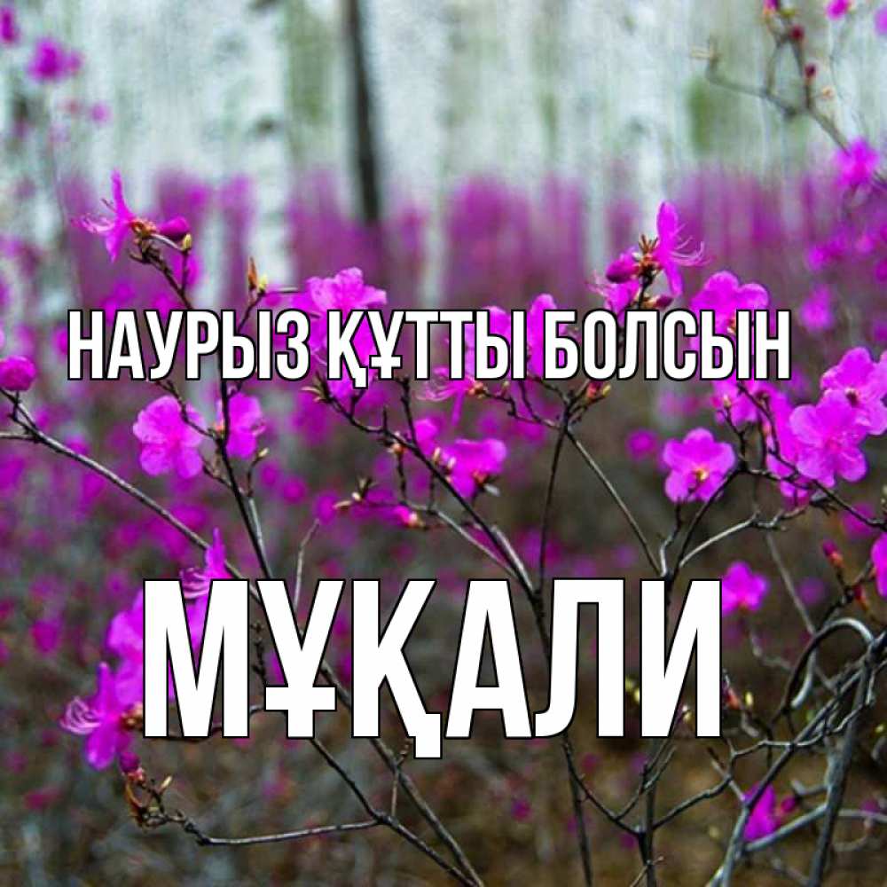 Күн сайын ашық хат с именем, МҰҚАЛИ Наурыз құтты болсын дикие цветы Онлайн тегін жүктеп алу тілектері бар керемет карта 