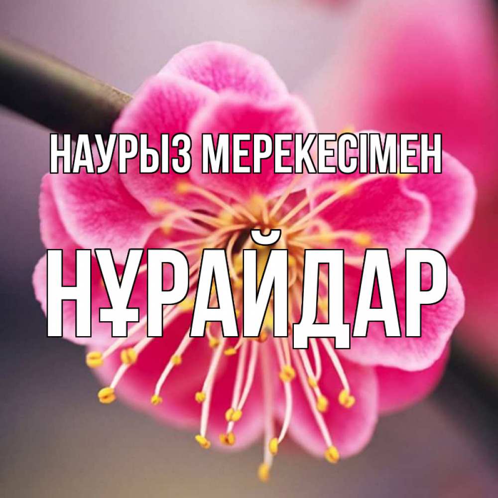 Күн сайын ашық хат с именем, НҰРАЙДАР Наурыз мерекесімен цветы Онлайн тегін жүктеп алу тілектері бар керемет карта 
