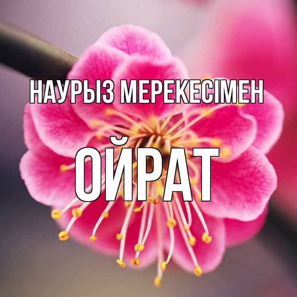 Күн сайын ашық хат с именем, ОЙРАТ Наурыз мерекесімен цветы Онлайн тегін жүктеп алу тілектері бар керемет карта 