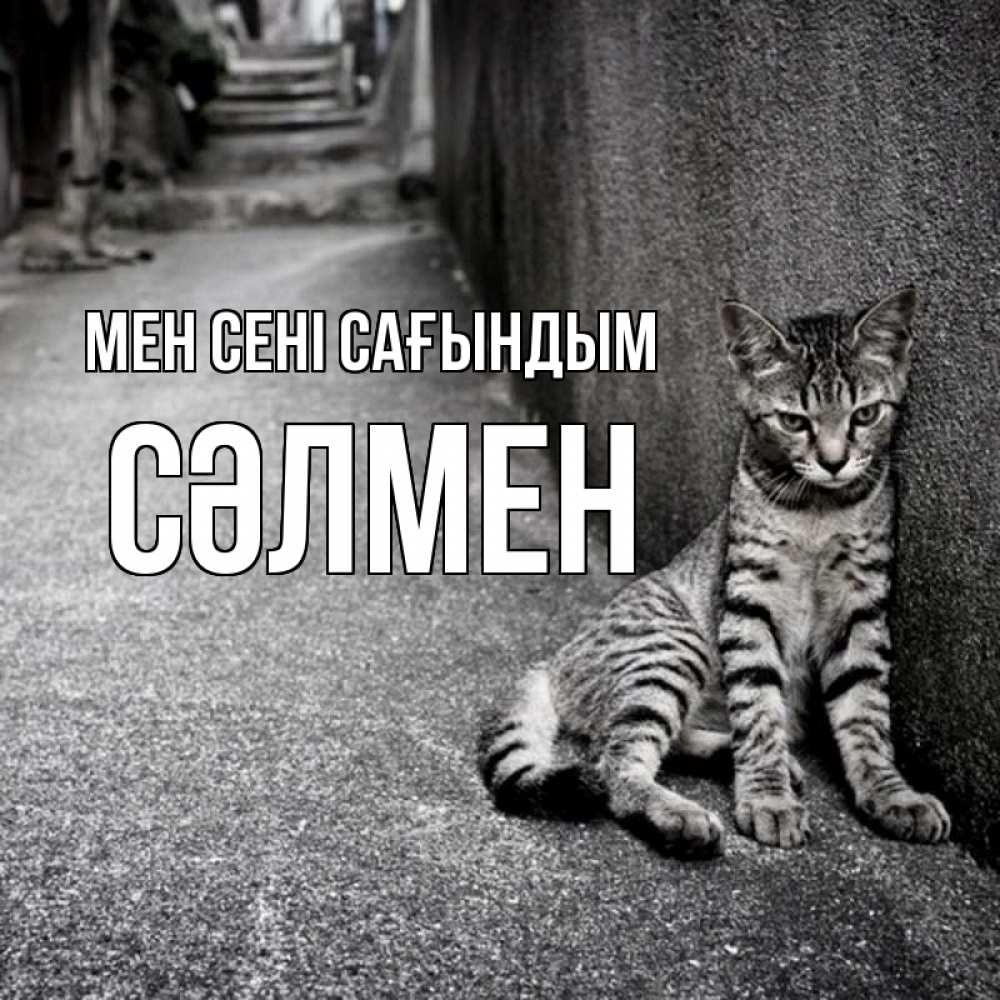 Күн сайын ашық хат с именем, СӘЛМЕН Мен сені сағындым одиноко котику Онлайн тегін жүктеп алу тілектері бар керемет карта 