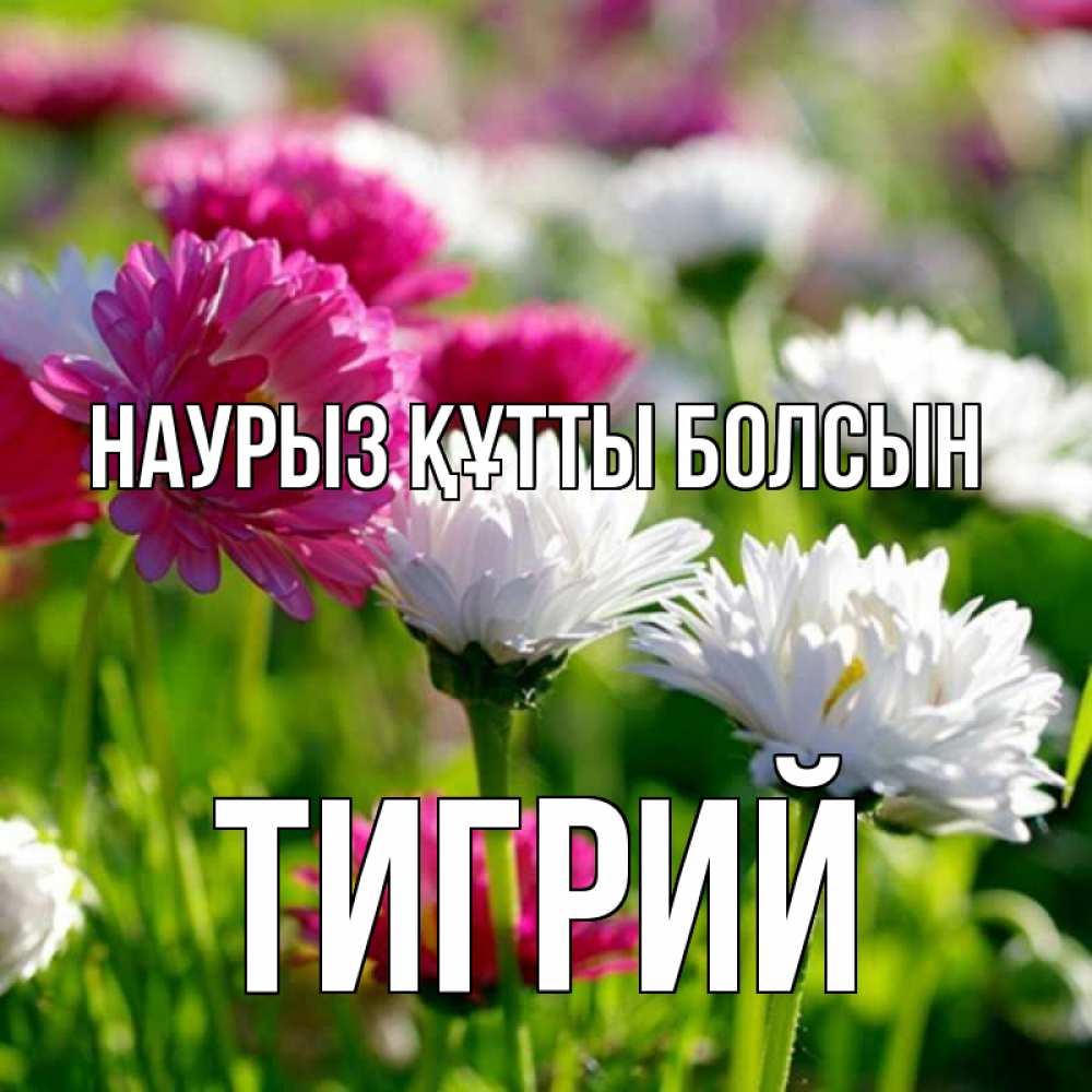 Күн сайын ашық хат с именем, Тигрий Наурыз құтты болсын наурыз Онлайн тегін жүктеп алу тілектері бар керемет карта 