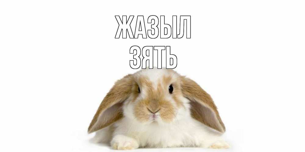 Күн сайын ашық хат с именем, Зять Жазыл вислоухий кролик белого и коричневого цвета Онлайн тегін жүктеп алу тілектері бар керемет карта 