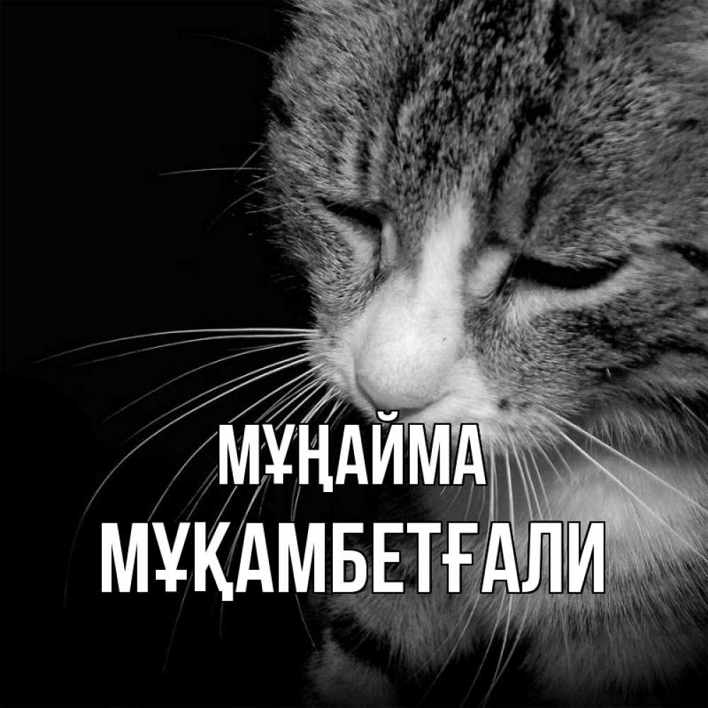Күн сайын ашық хат с именем, Мұқамбетғали Мұңайма грустный котик Онлайн тегін жүктеп алу тілектері бар керемет карта 