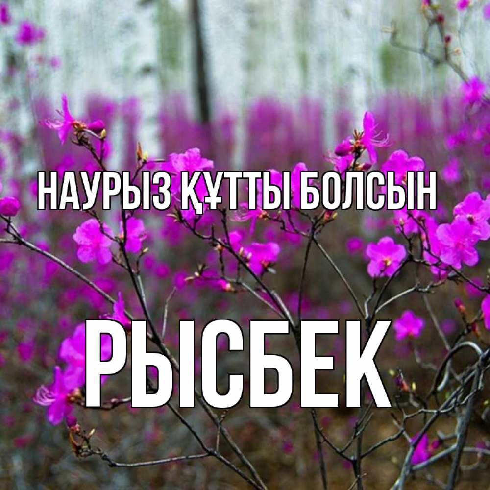 Күн сайын ашық хат с именем, РЫСБЕК Наурыз құтты болсын дикие цветы Онлайн тегін жүктеп алу тілектері бар керемет карта 