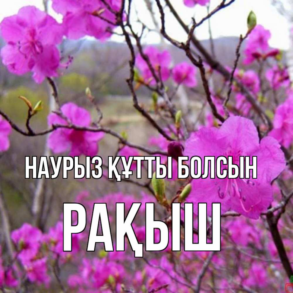 Күн сайын ашық хат с именем, Рақыш Наурыз құтты болсын наурыз мейрамы кутты болсын Онлайн тегін жүктеп алу тілектері бар керемет карта 