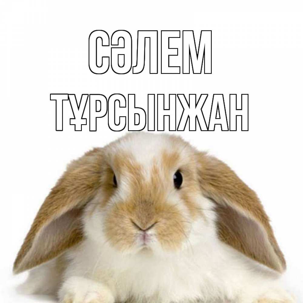 Күн сайын ашық хат с именем, ТҰРСЫНЖАН Сәлем с животными Онлайн тегін жүктеп алу тілектері бар керемет карта 