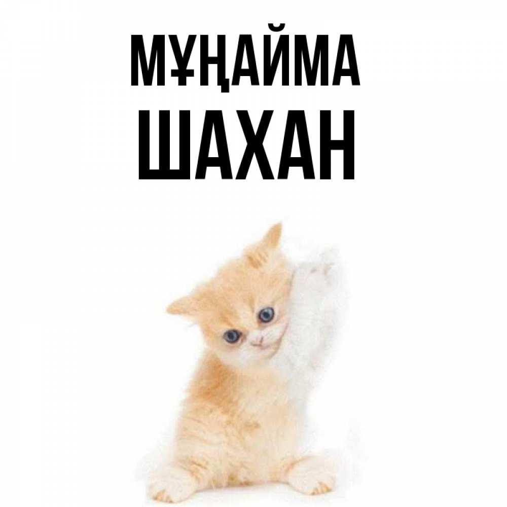 Күн сайын ашық хат с именем, ШАХАН Мұңайма просящий кот Онлайн тегін жүктеп алу тілектері бар керемет карта 