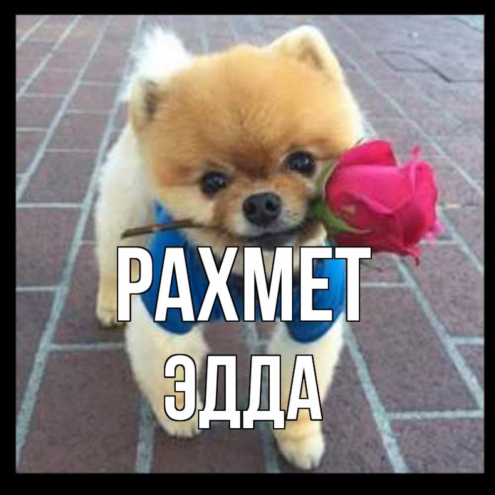 Күн сайын ашық хат с именем, Эдда рахмет спасибо и дарю тебе цветок Онлайн тегін жүктеп алу тілектері бар керемет карта 