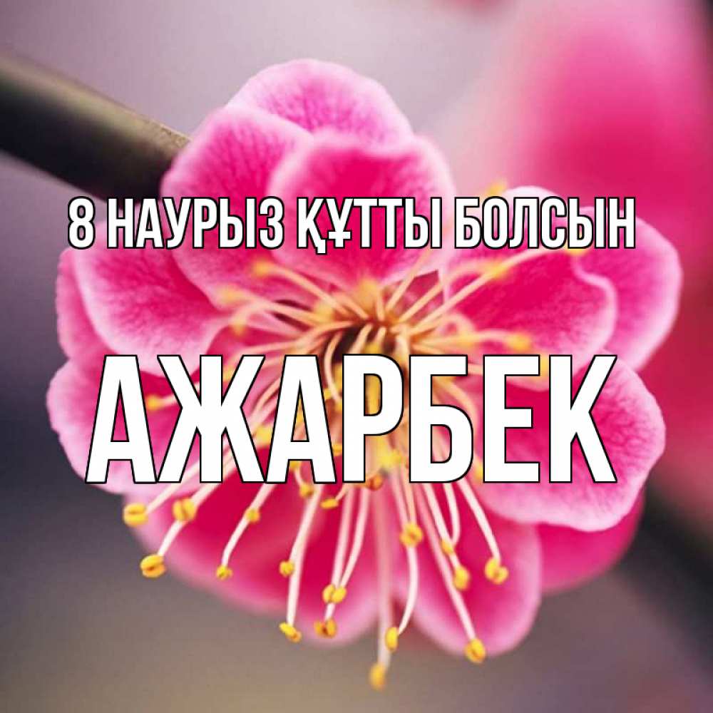 Күн сайын ашық хат с именем, Ажарбек 8 наурыз құтты болсын цветы Онлайн тегін жүктеп алу тілектері бар керемет карта 